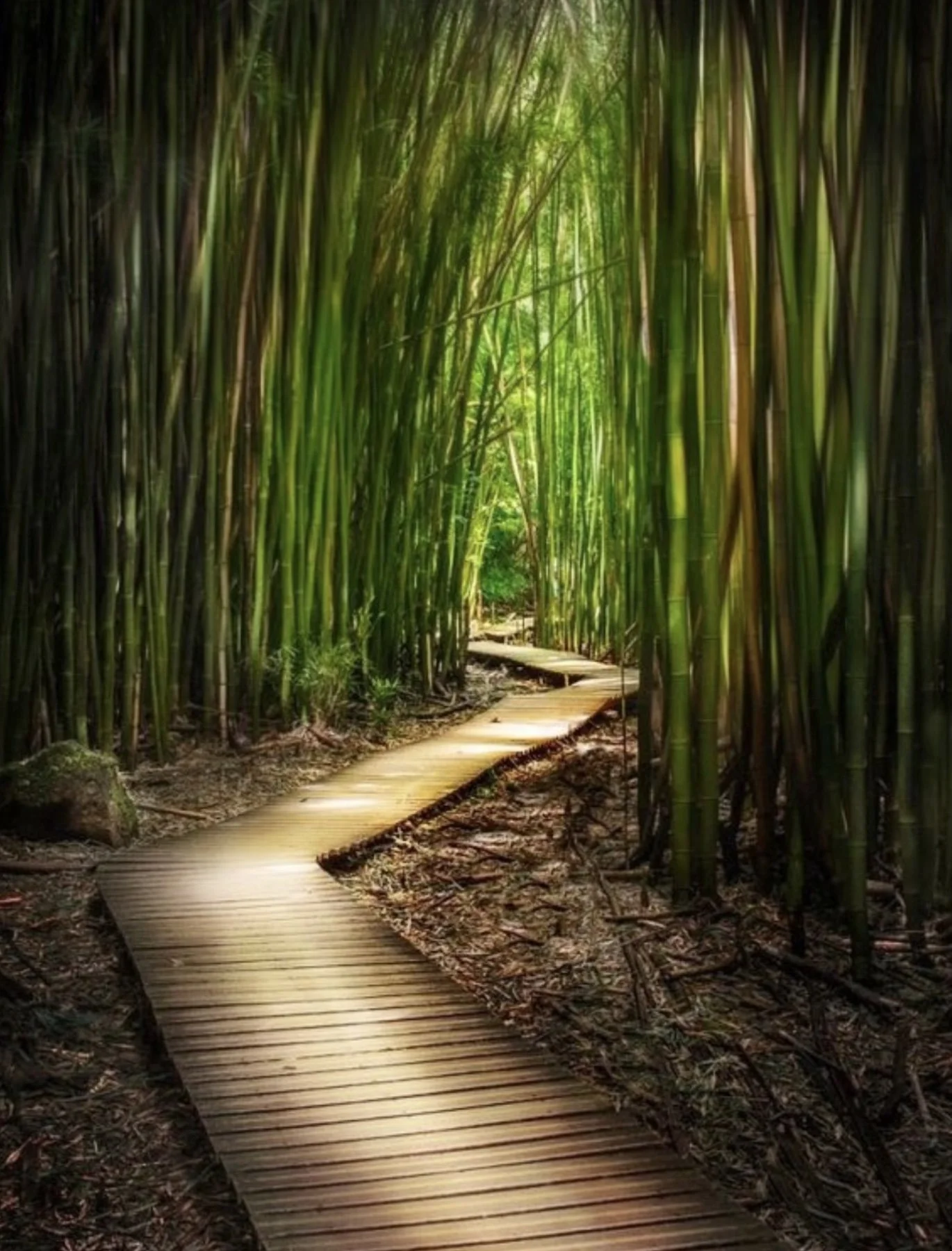 Bamboo Forest Hana Maui Oil Tropical Artwork — Kim McDonald
